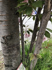 Prunus