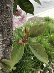 Prunus