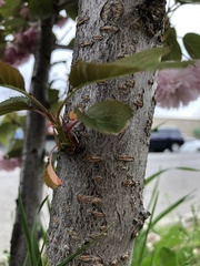 Prunus