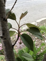 Prunus