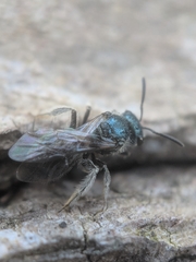 Lasioglossum coeruleum