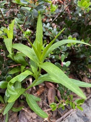 Asclepias fascicularis