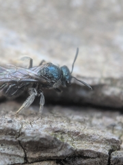 Lasioglossum coeruleum