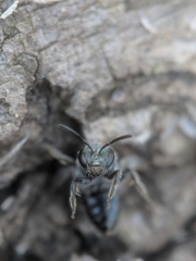 Lasioglossum coeruleum