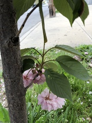 Prunus