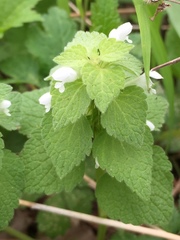 Purpurrote Taubnessel (Lamium purpureum): Herkunft und Verwendung — Foto 3