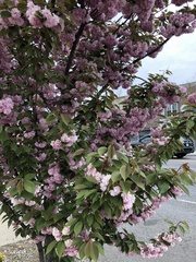 Prunus