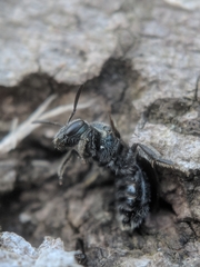 Lasioglossum coeruleum