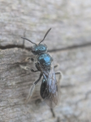 Lasioglossum coeruleum