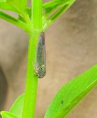 Macugonalia cavifrons