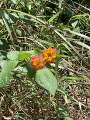 Lantana camara