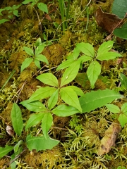 Lysimachia latifolia