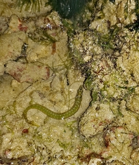 Congrogadus subducens