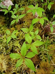 Lysimachia latifolia