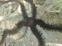 Ophiocoma echinata