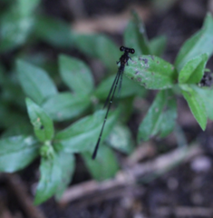 Prodasineura autumnalis