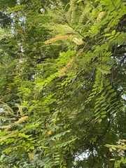 Adenanthera microsperma