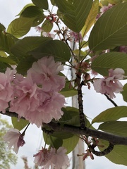 Amygdaloideae