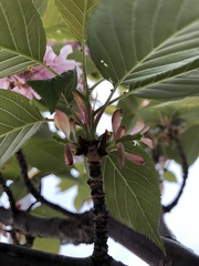 Amygdaloideae