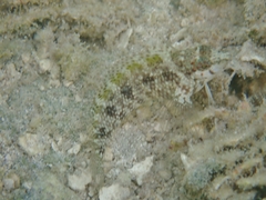 Malacoctenus macropus