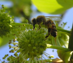 Apis mellifera image