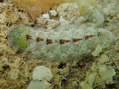 Stenoplax floridana