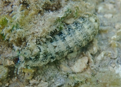 Pseudosquilla ciliata