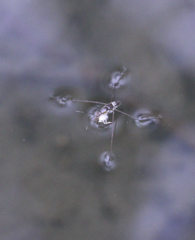 Limnogonus fossarum