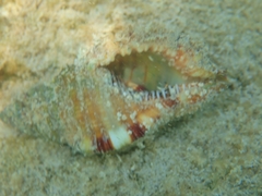 Cymatiidae