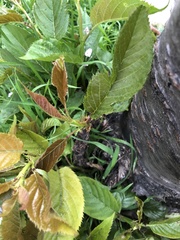 Prunus