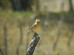 Sturnella magna auropectoralis