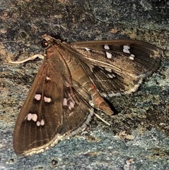 Microthyris alvinalis