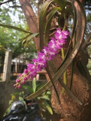 Aerides multiflora