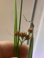 Rhynchospora recognita