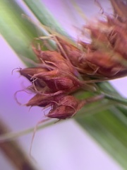 Rhynchospora recognita