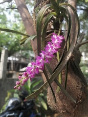 Aerides multiflora