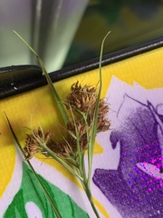 Rhynchospora recognita