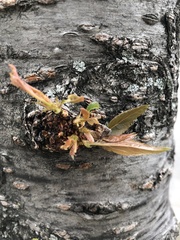 Prunus