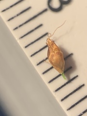 Rhynchospora recognita