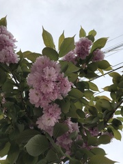Prunus