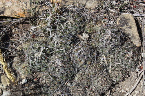 Image of Nickels' Cactus (Coryphantha nickelsiae) by (c) Francisco Martínez González, some rights reserved (CC BY-SA)