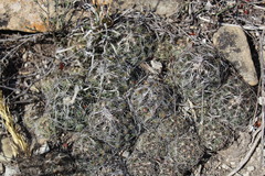 Coryphantha nickelsiae