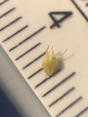 Rhynchospora recognita