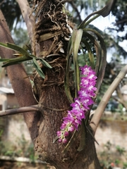 Aerides multiflora