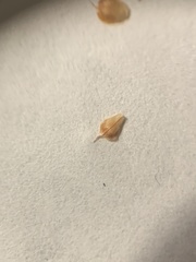 Rhynchospora recognita