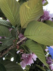 Prunus