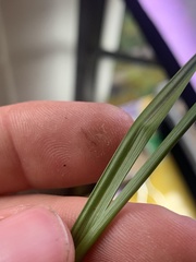 Rhynchospora recognita