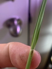 Rhynchospora recognita