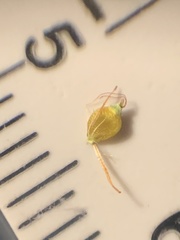 Rhynchospora recognita