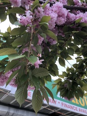 Prunus